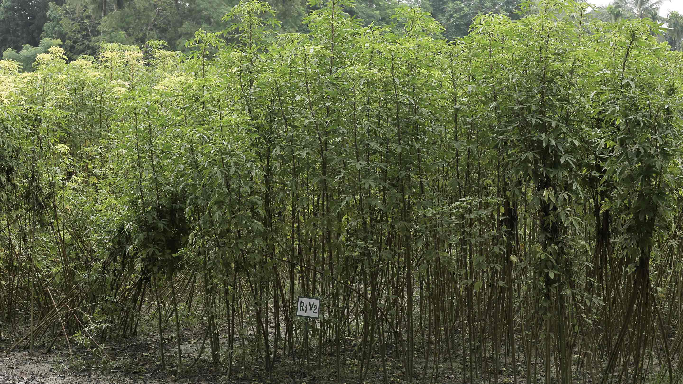 Common Jute Species in West Bengal Sahapedia